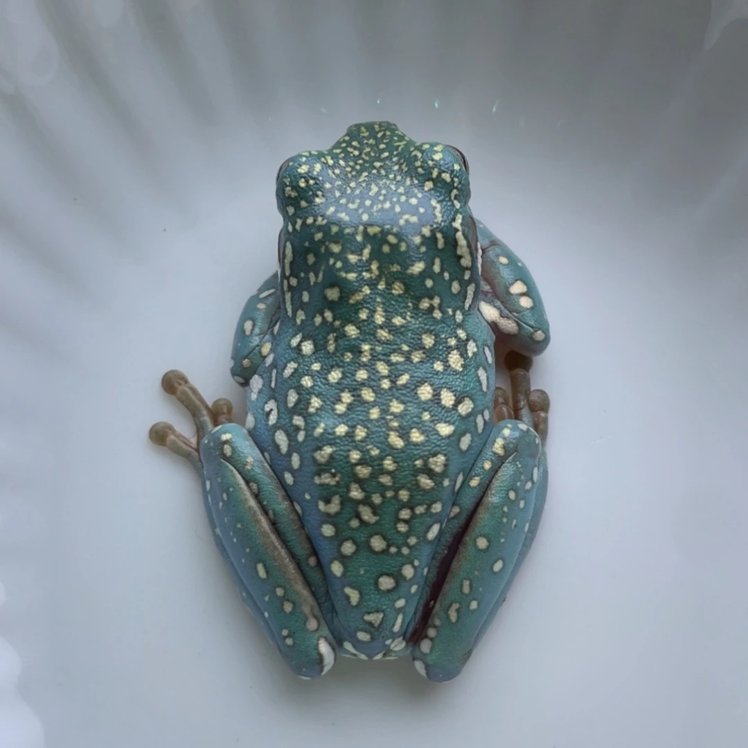 老爷树蛙800对折、买三送一81号