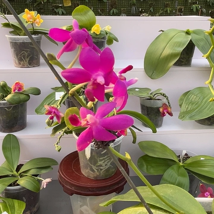 全部花苞4.5寸杯红马丁 浓香型