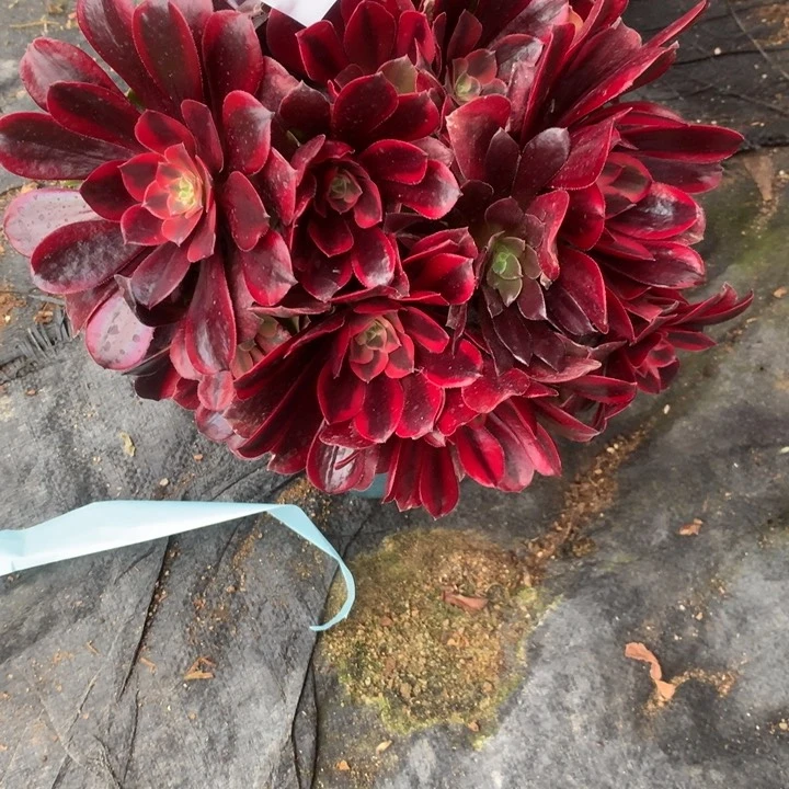 爱*书1197蒙娜丽莎多肉植物