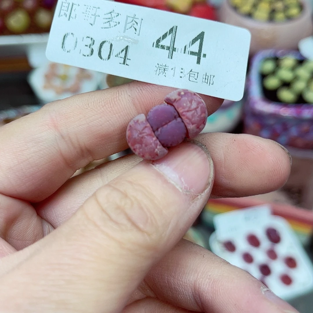 郎哥多肉生日花4-44