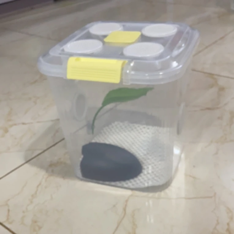 守宫蜥蜴姥爷树蛙爬宠饲养盒树蛙盒造景缸饲养干养蛙盒小中大