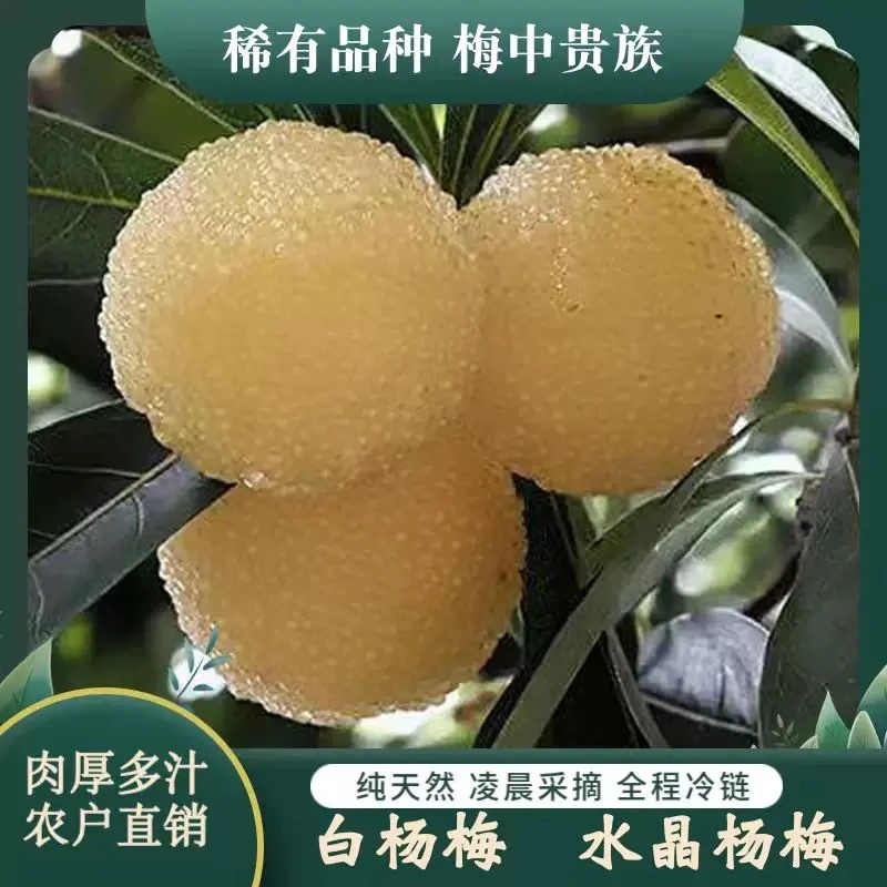 仙居水晶白杨梅稀有品种新鲜应季时令孕妇水果现摘现发整箱礼盒装
