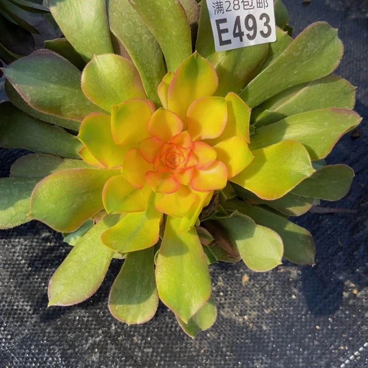 493多肉植物一物一拍