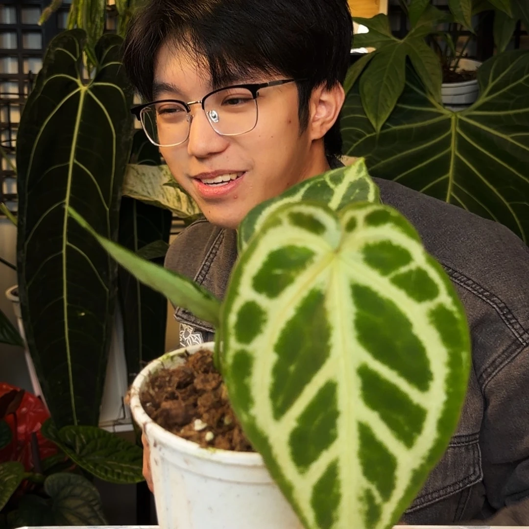 完全开放C190  超级银杂极致撕裂纹