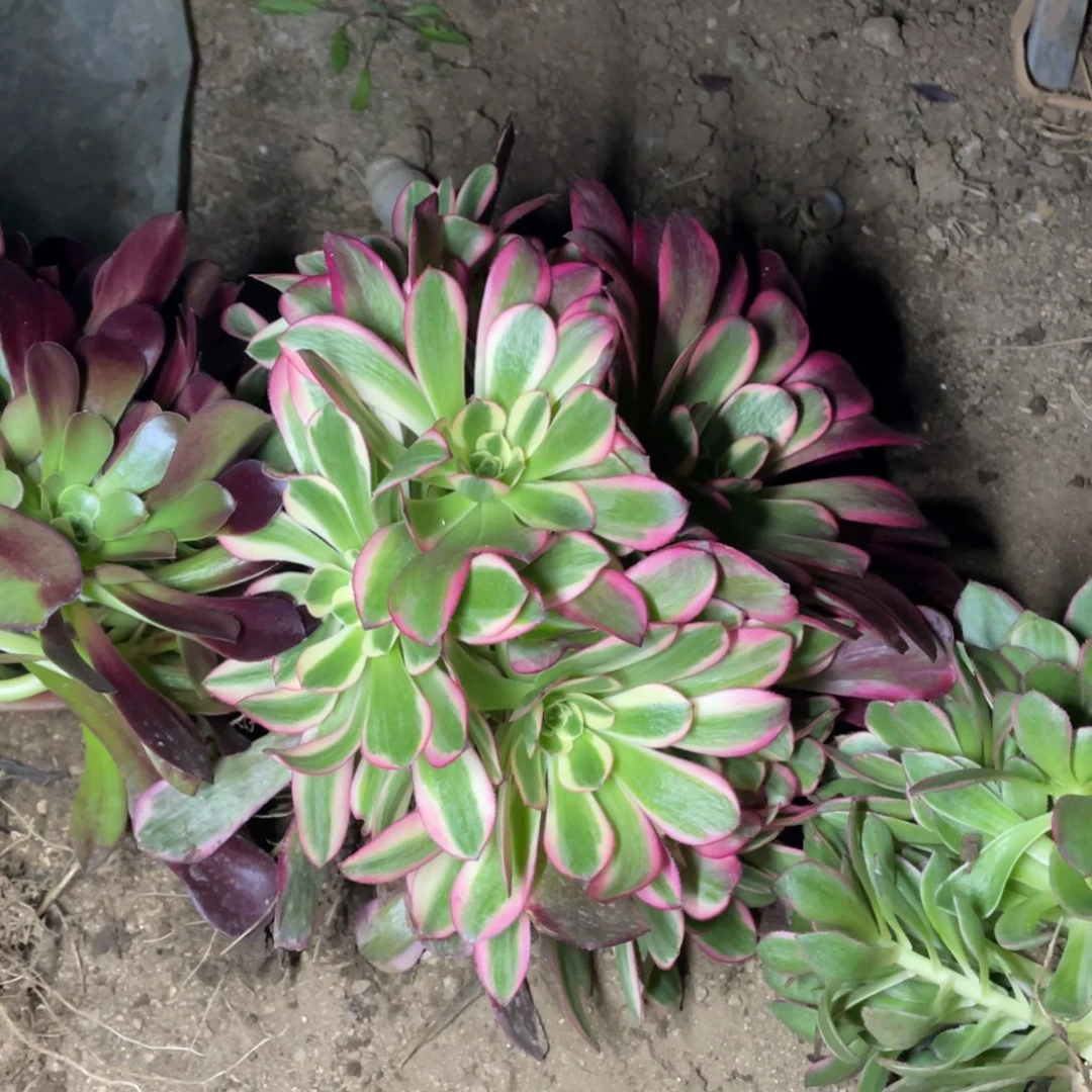 凤冠多肉法师断枝不包