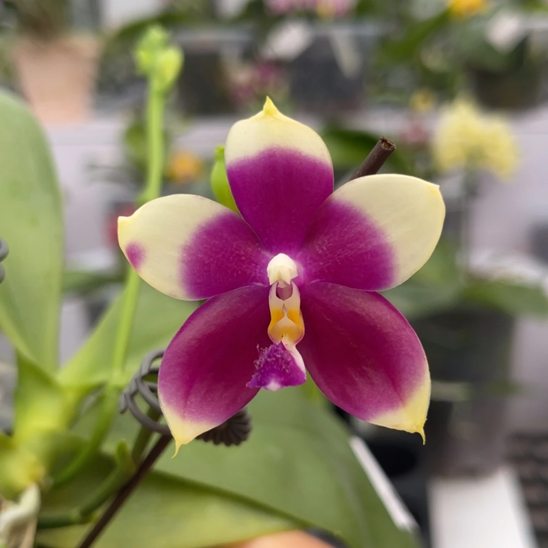 完全开放1265 3寸四梗2203一物一拍