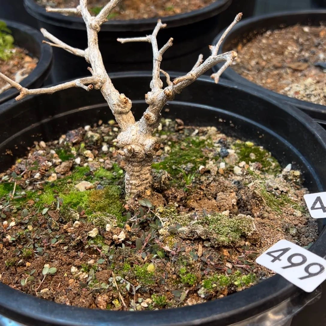 浮***m498+499象足漆树带盆发货