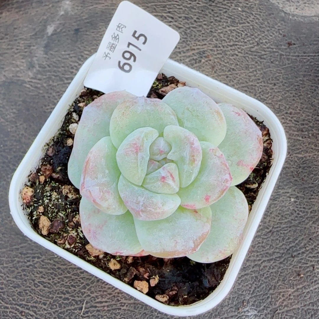 冰玉石化，6915多肉植物
