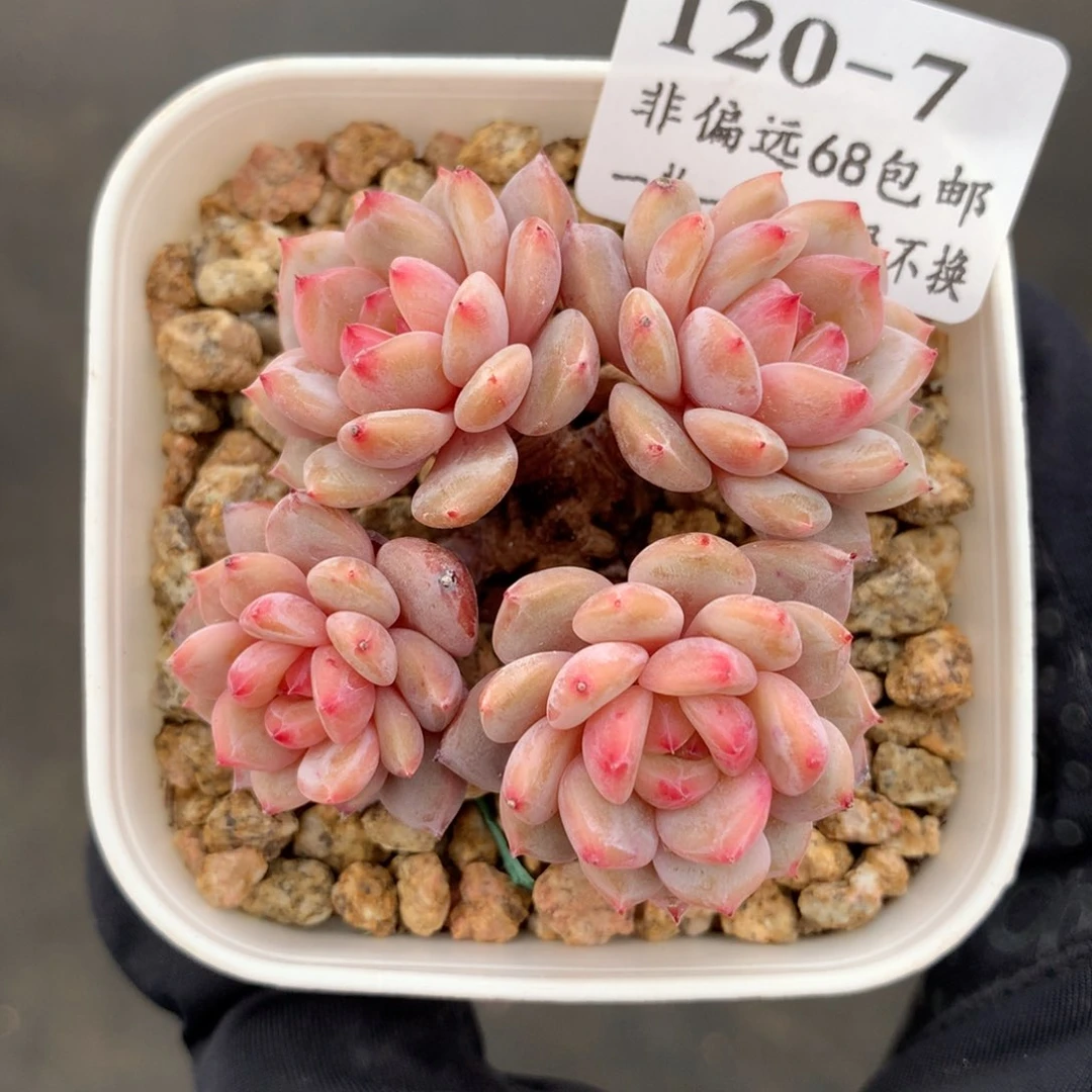 7。星星橙。趴地小脸老桩。5cm。