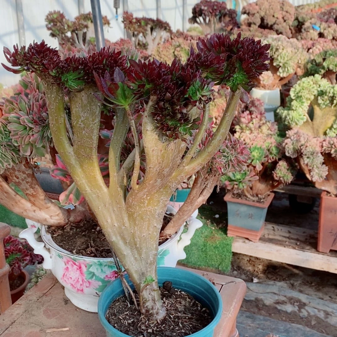 完全开放6156号黑法师缀化1颗