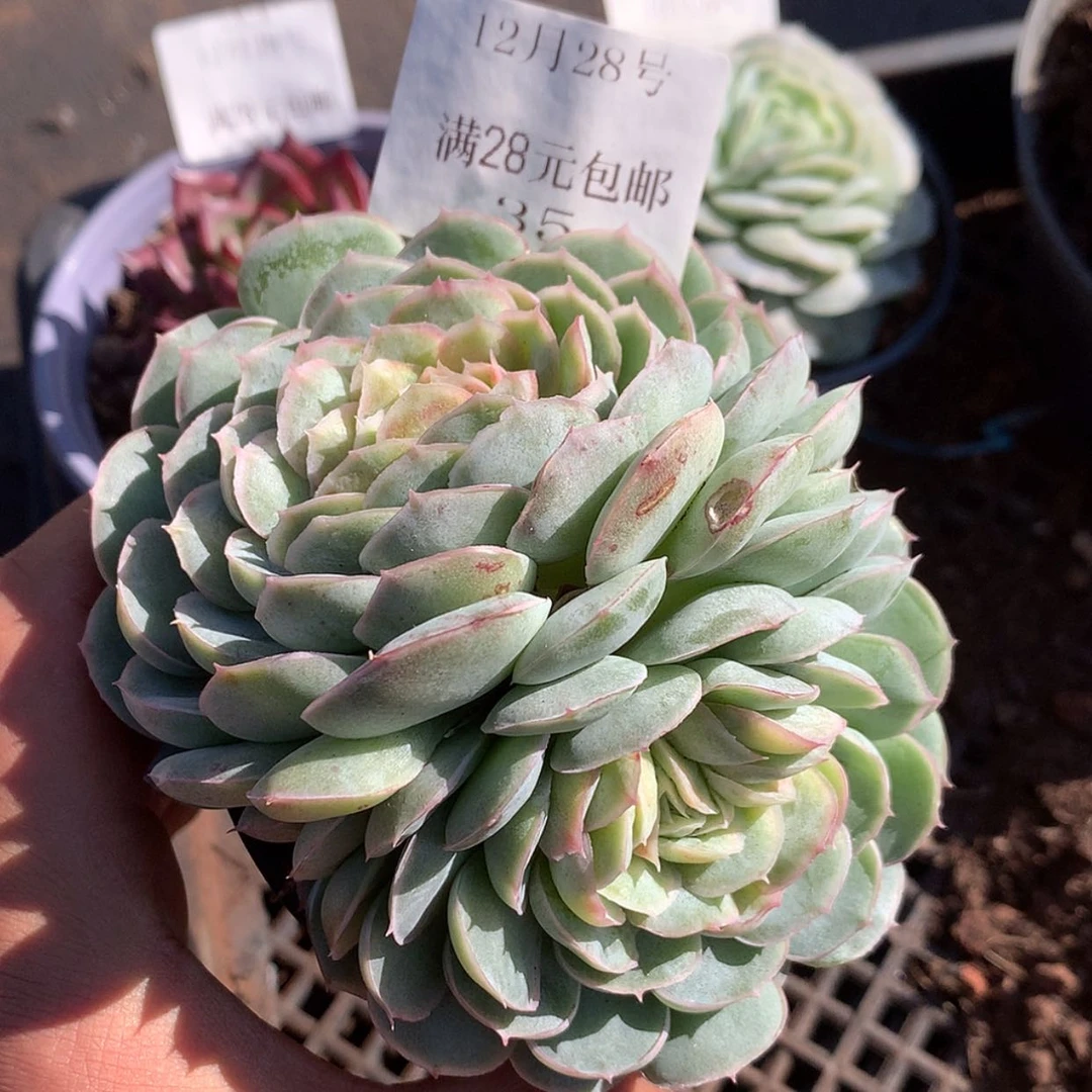 【闪购商品】云35号水晶扇贝9厘米