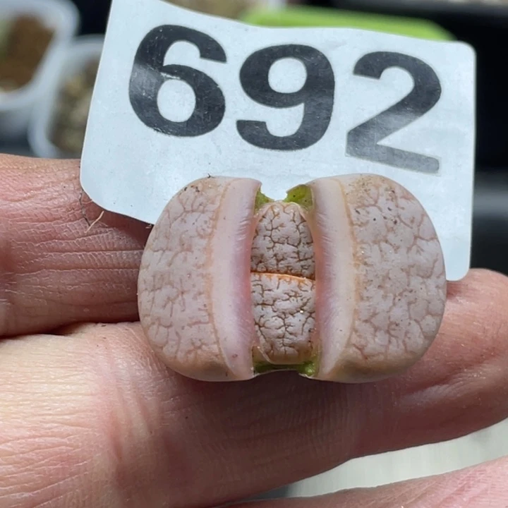 完全开放692荒杂母本