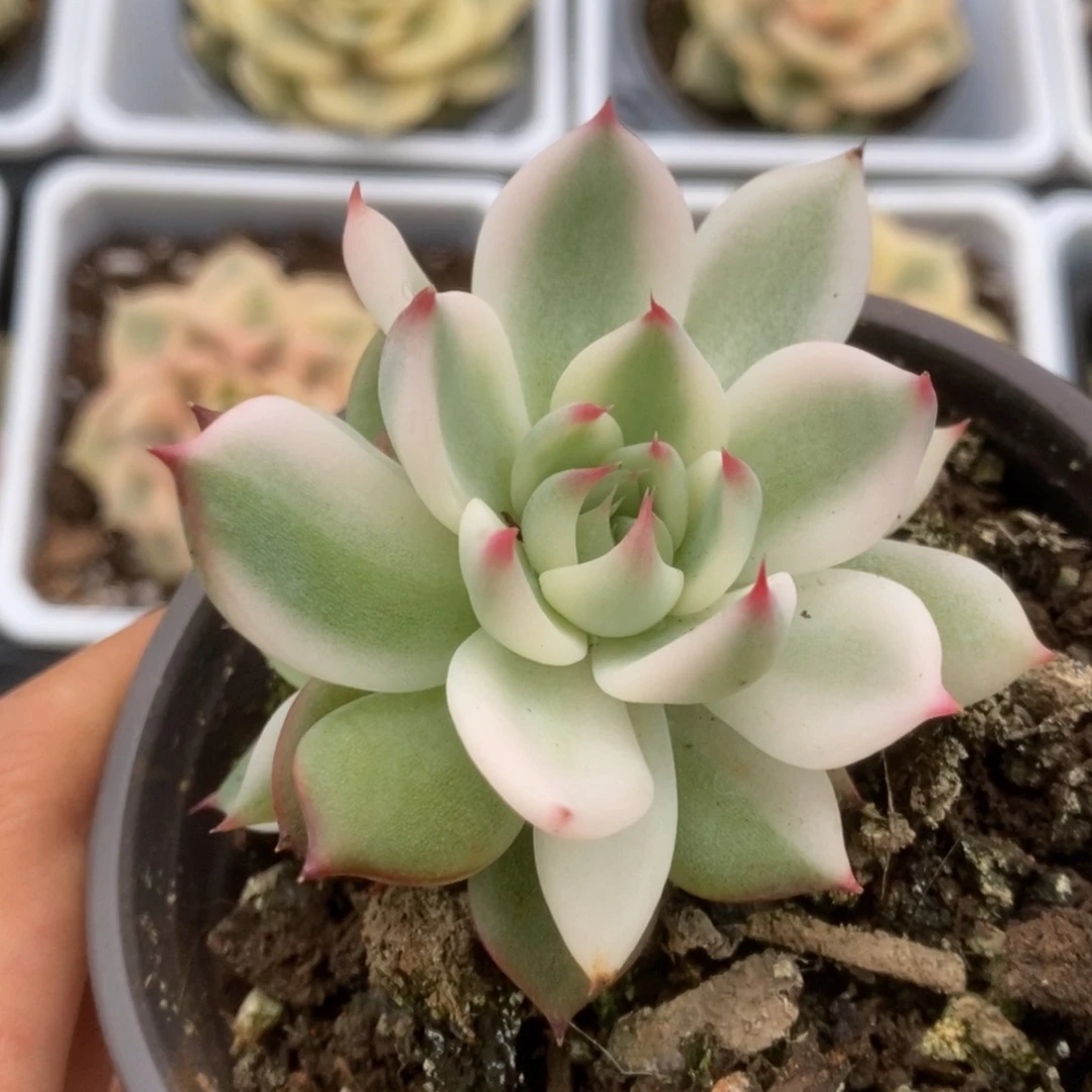 097锦锦锦锦锦锦锦锦