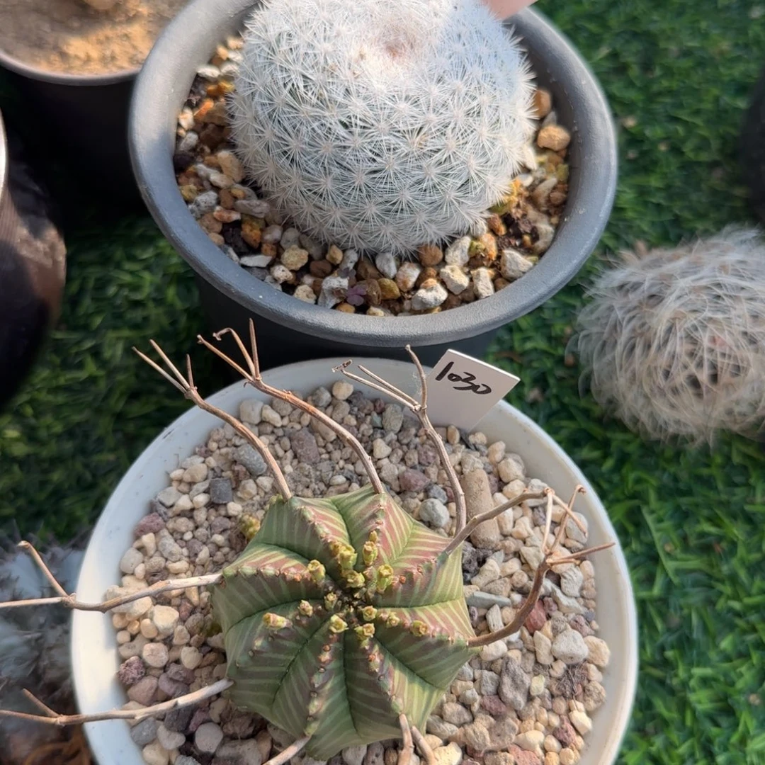 猫***咖2046脱土发 两个球 不退运费差价