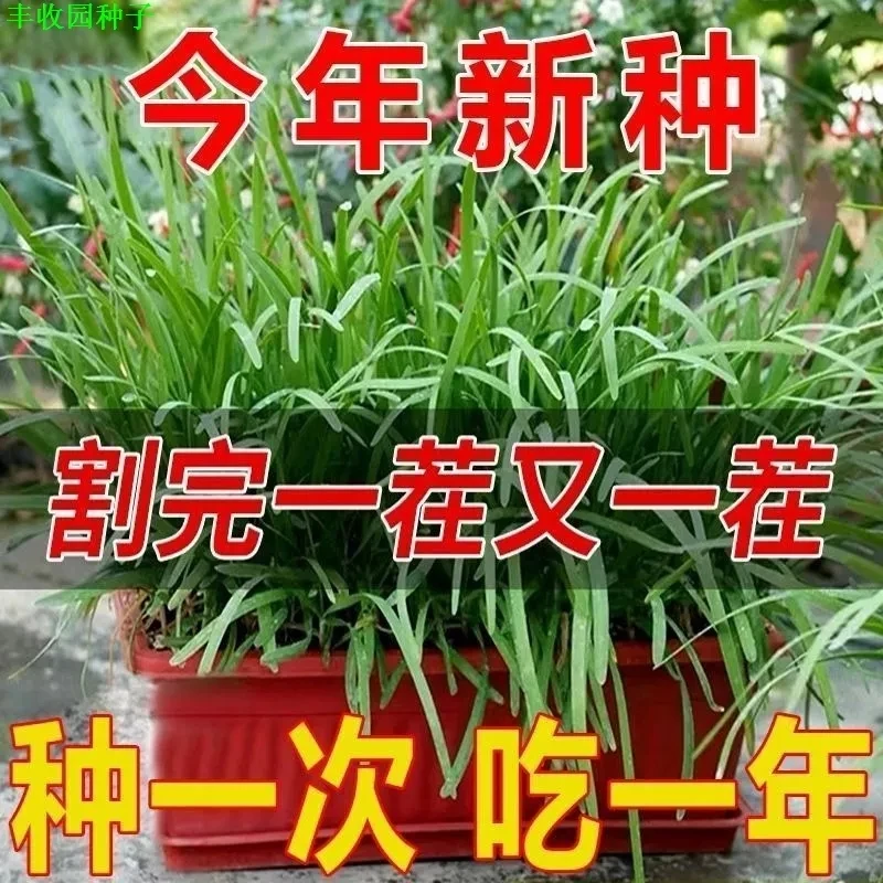 紫根韭菜种子宽叶韭菜籽蔬菜种子四季庭院阳台种植韭菜籽