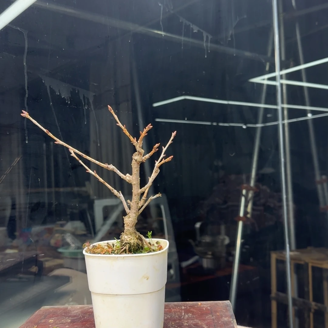 唯*?花卉苗木花卉苗木