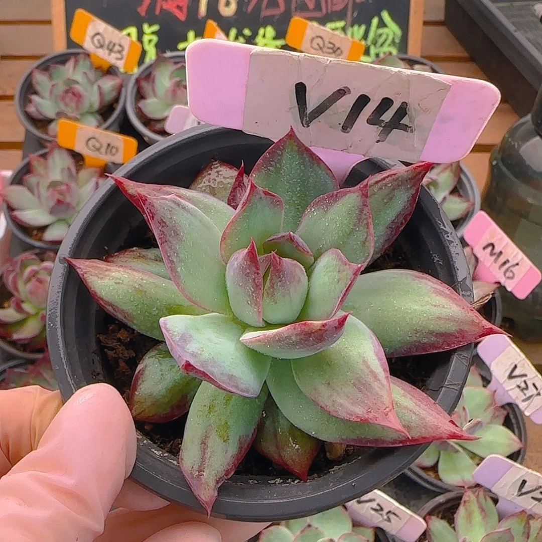 坤**弟V14惊鸿单头多肉植物