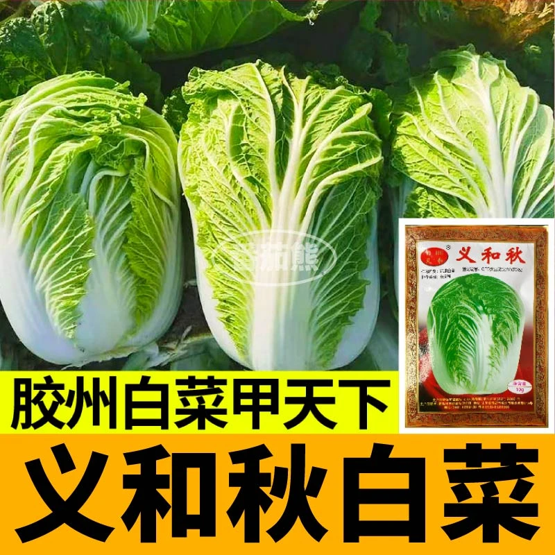 正宗高产胶州大白菜义和秋绿心白菜种子抗病冬储秋季种植