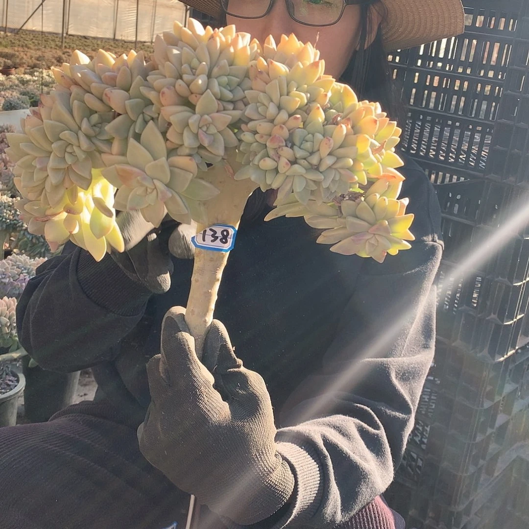 138 淡雪缀 一物一拍