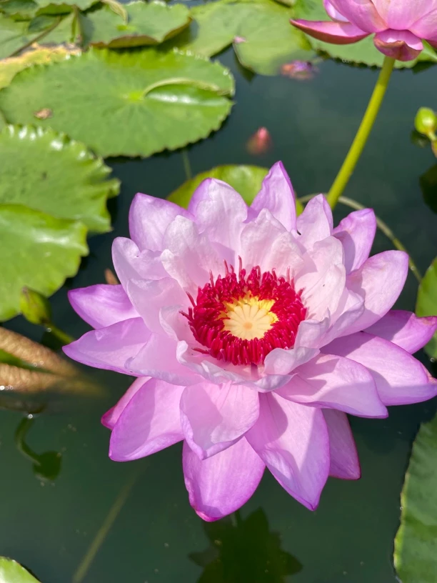 精品名贵澳洲睡莲粉饰彤芯开花苗一株丰花水生植物