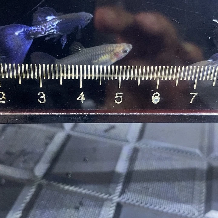 紫狮可以孔雀鱼孔雀鱼