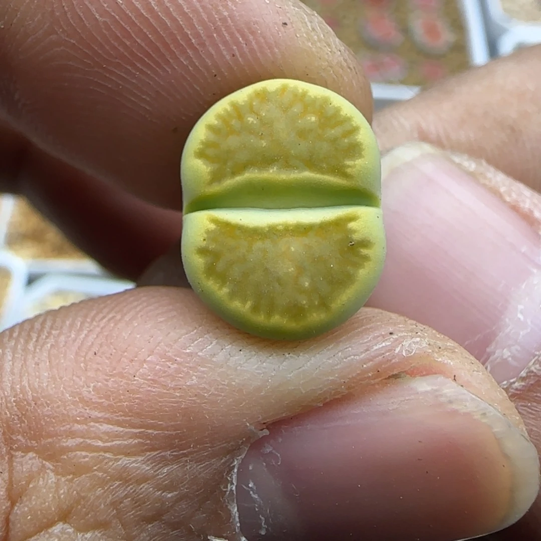 423 生石花大棚直播