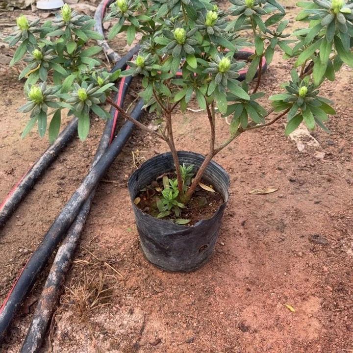 完全开放岸牡丹杜鹃花