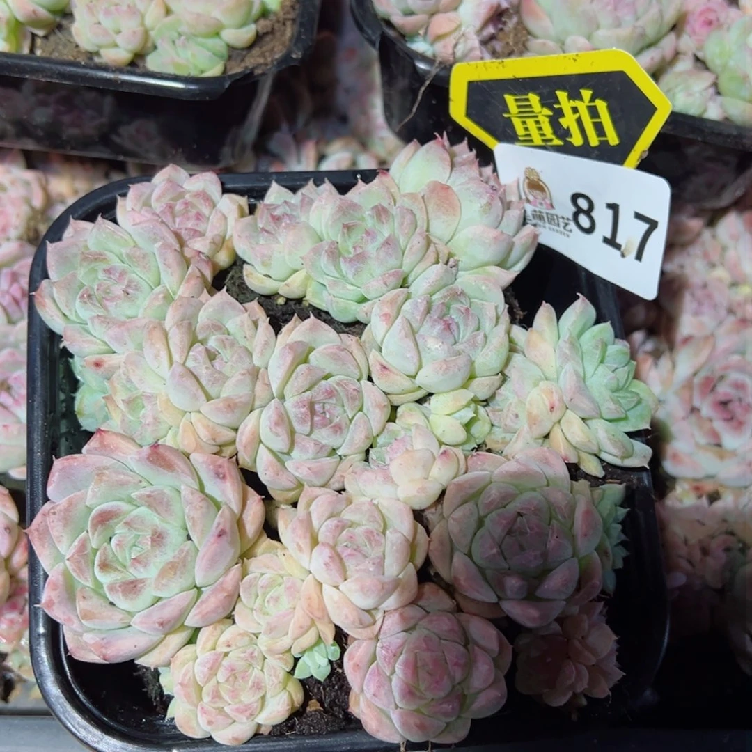 多肉植物多肉植物