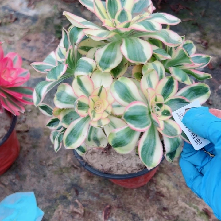 139燕姿多肉植物的