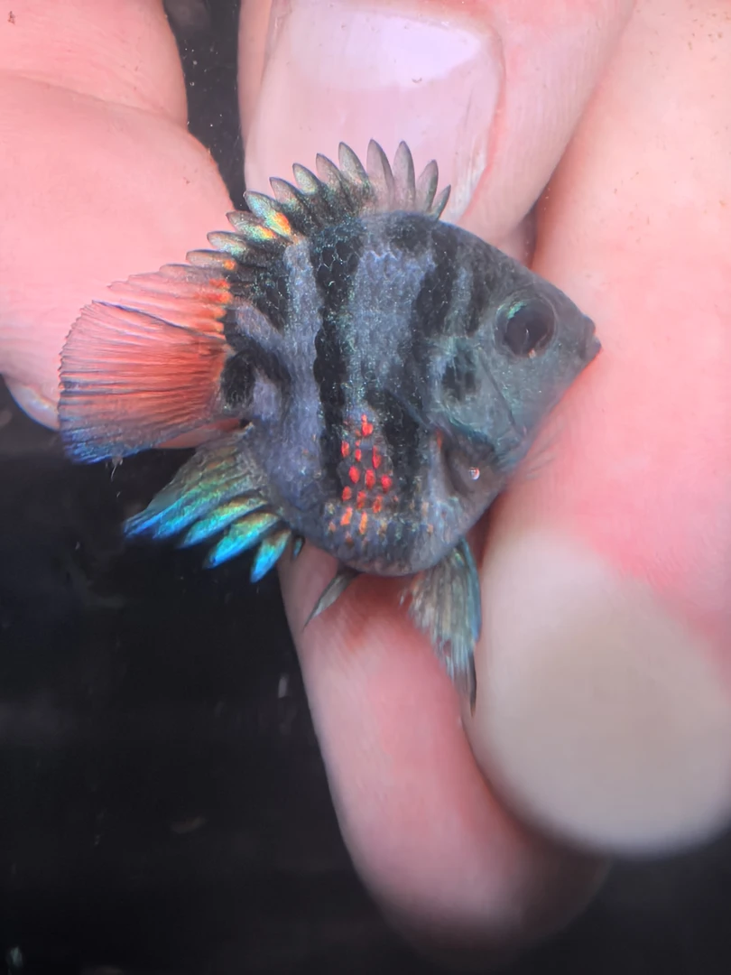 摩卡桃心迷你鹦鹉鱼