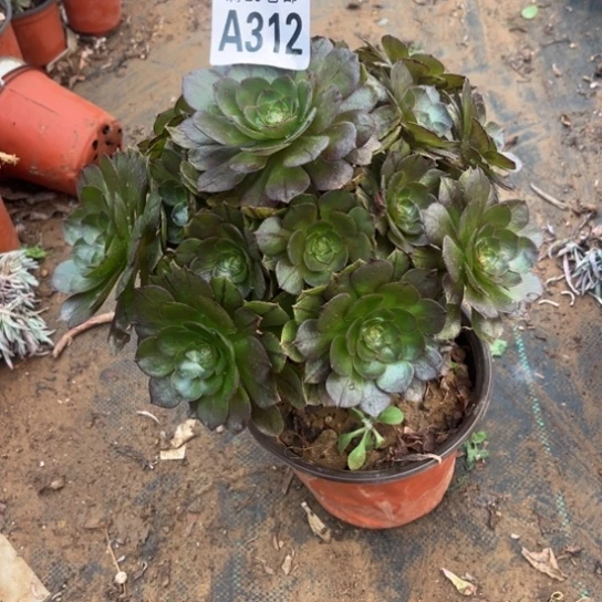 312万拉丝不包断枝