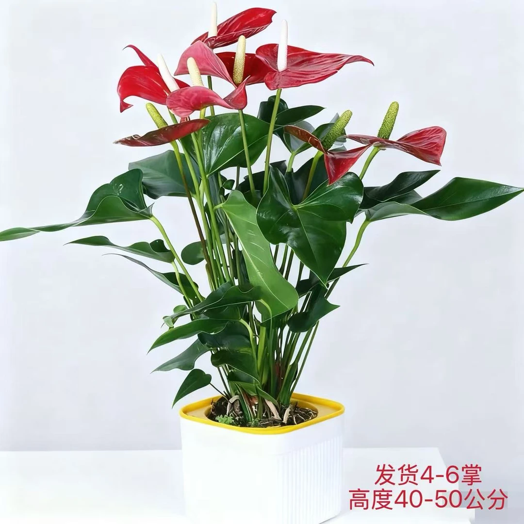 【A级精品不拆盆4-6掌】红掌室内四季开花水培绿植办公室净化空气