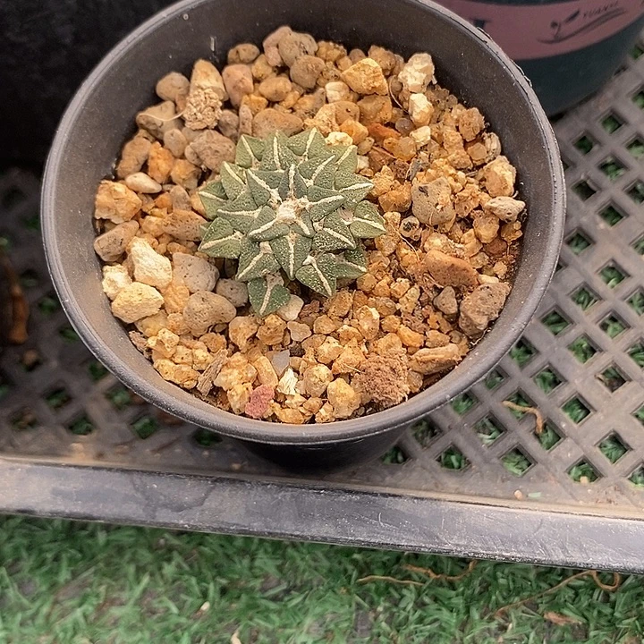 姬牡丹自根，带盆发货