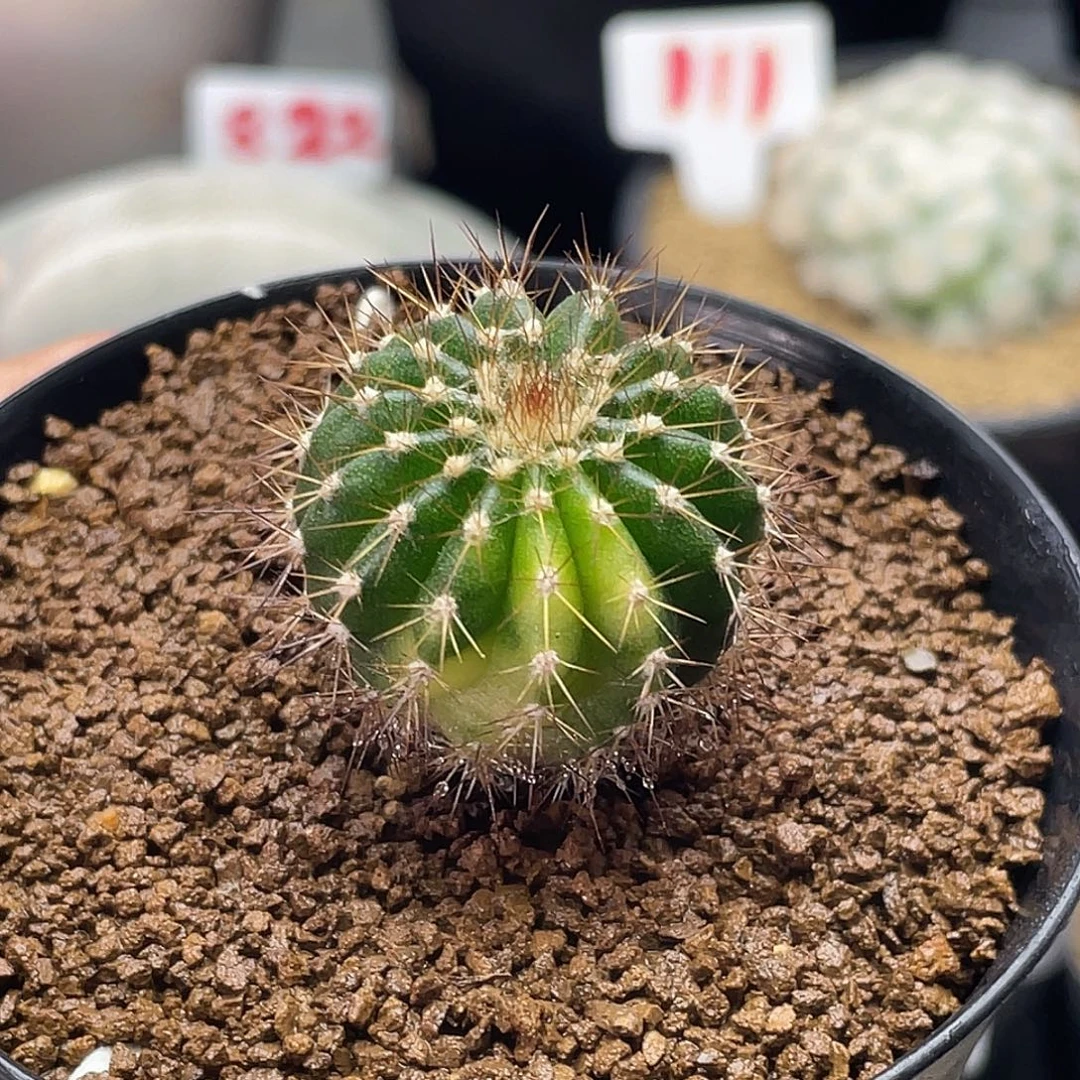 实生金刺尤伯球锦仙人球