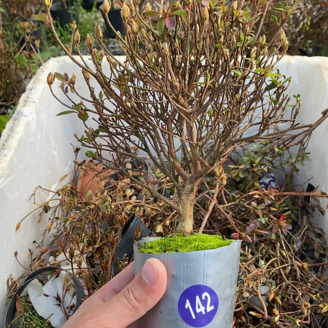 红陶阿*?红红火火过大年142