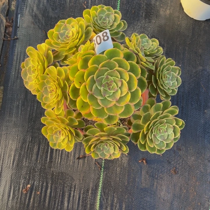 粉花妖808888888885