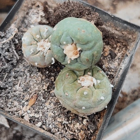 190清棚特价出售哦