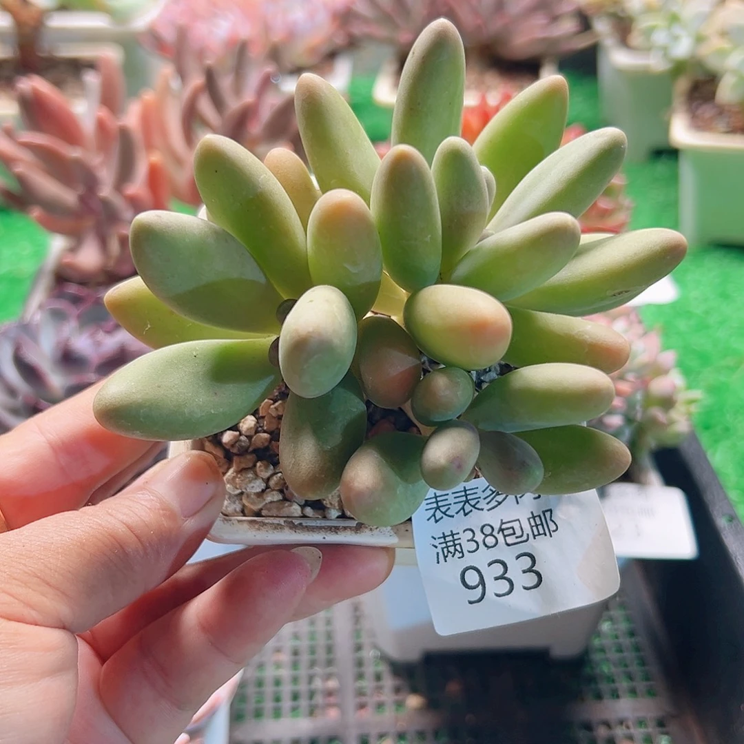 多肉一物一拍植物933