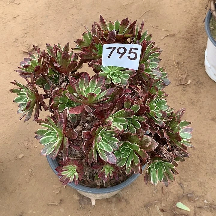 无花朵冬***?795水墨画南