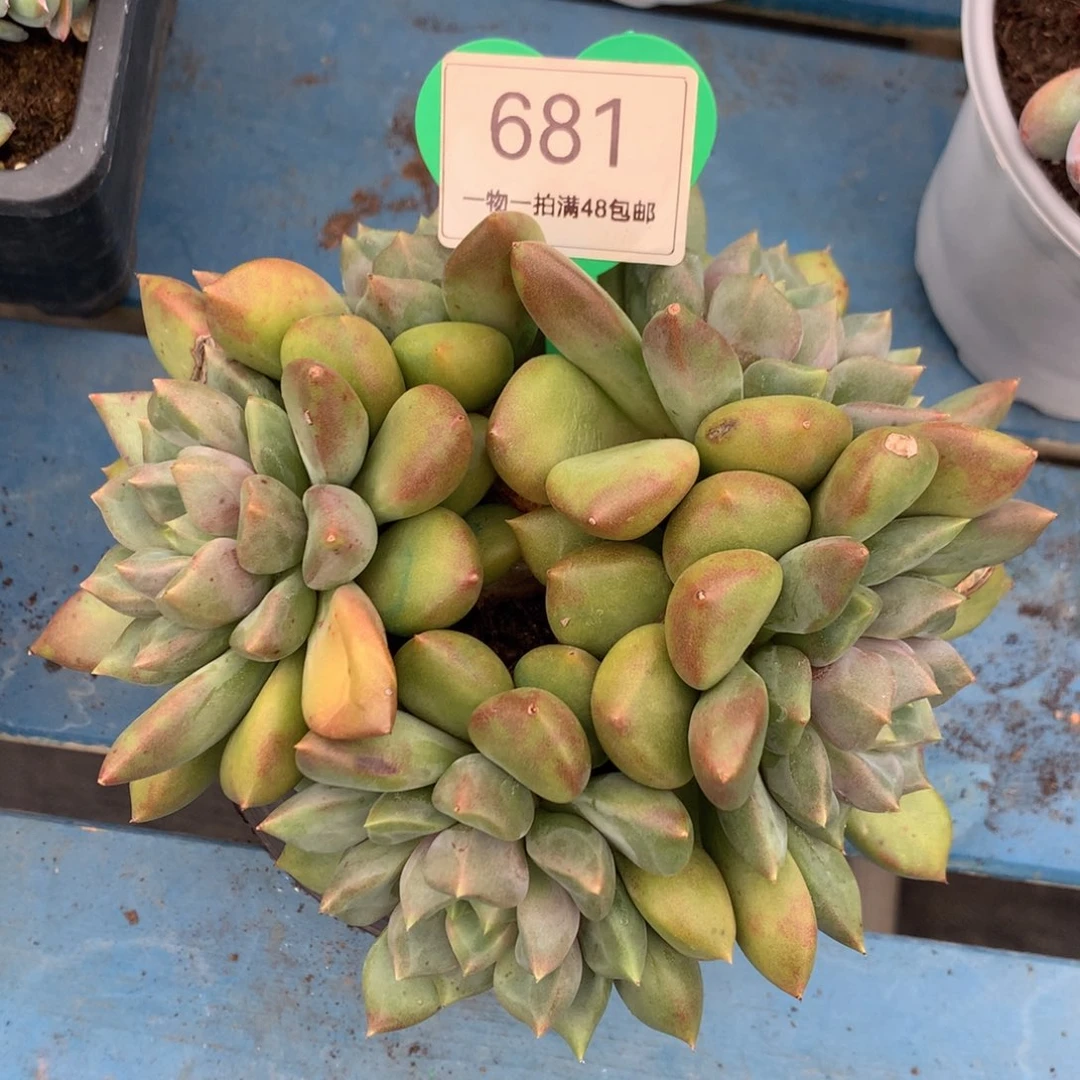 红象牙矮桩平头681