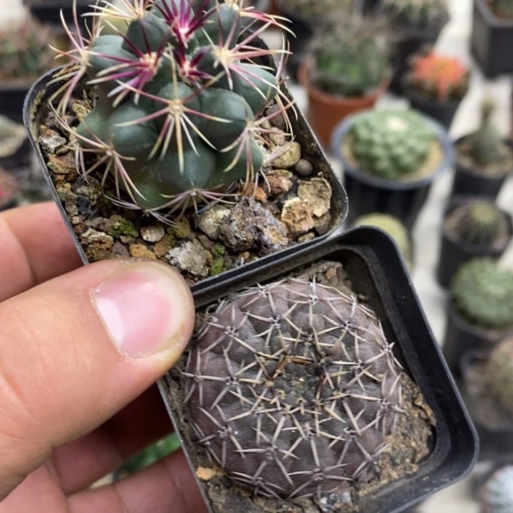 大统领怪龙丸2颗特价