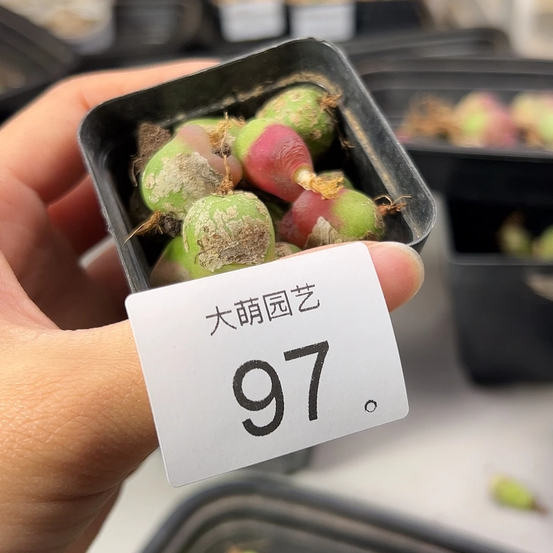 一物一拍         97