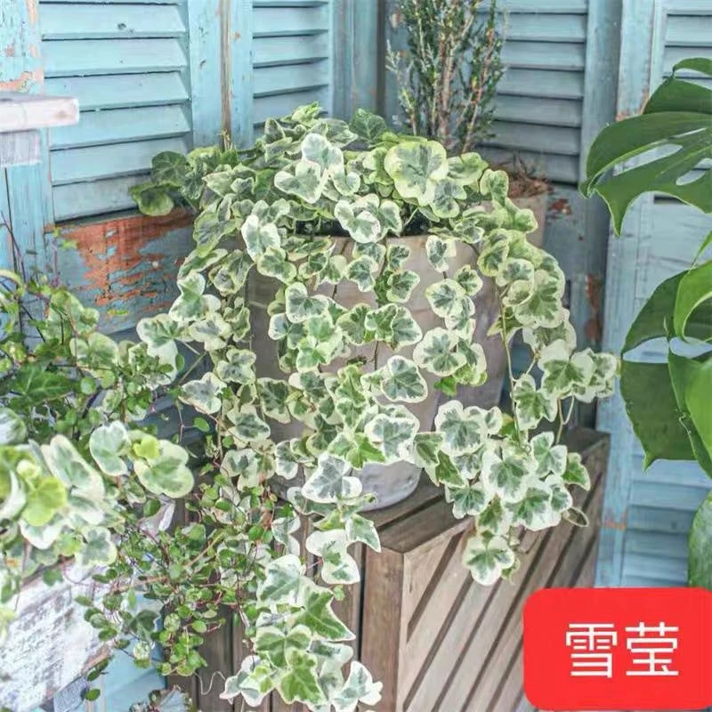 【新疆包邮】雪莹吊兰（简易盆）花卉绿植