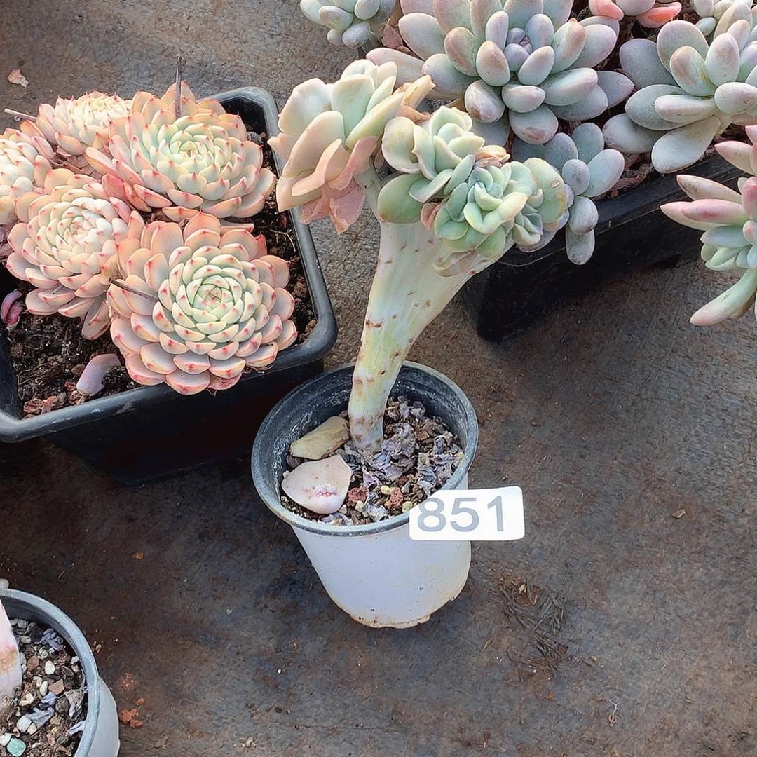 851可爱玫瑰 一物一拍多肉