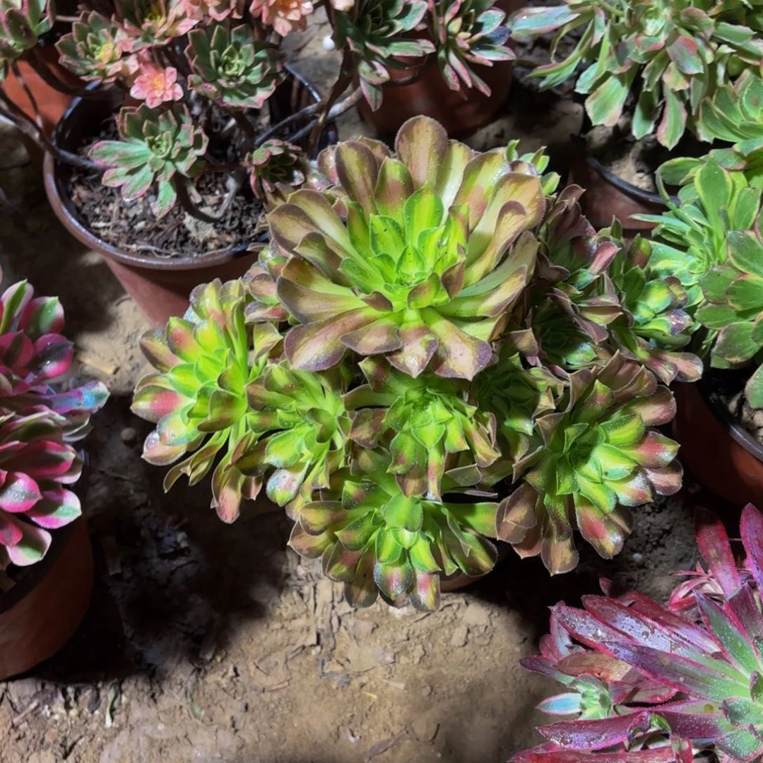 韶华法师9.9多肉植物