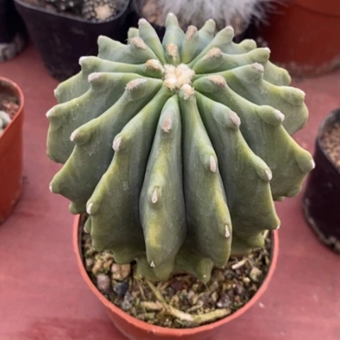 无刺王冠龙8仙人球