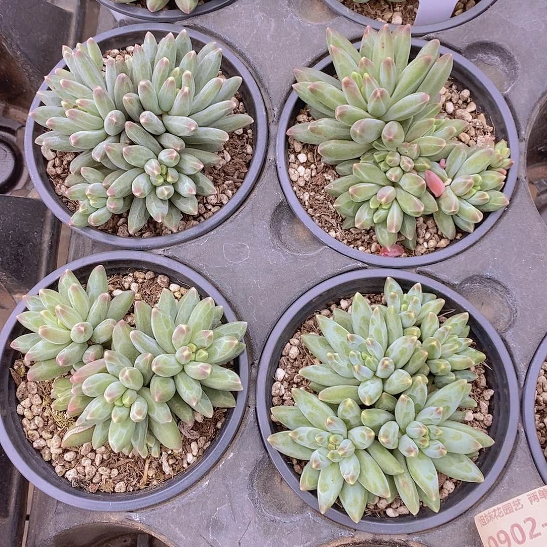 伊卡鲁斯群福利一颗量拍