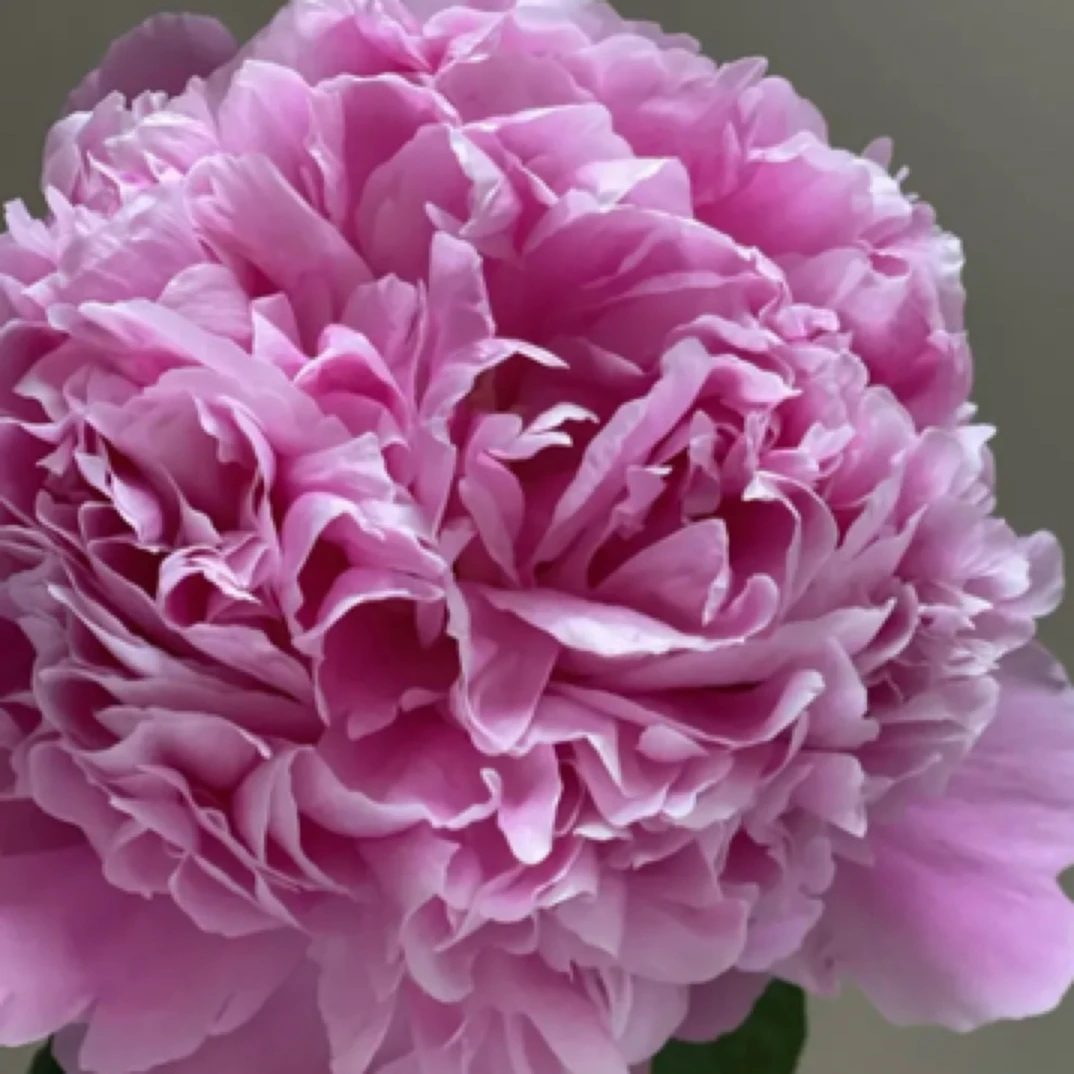 生日鲜花EMS空运包邮芍药鲜切花蓝富士生日礼物家用生活鲜花