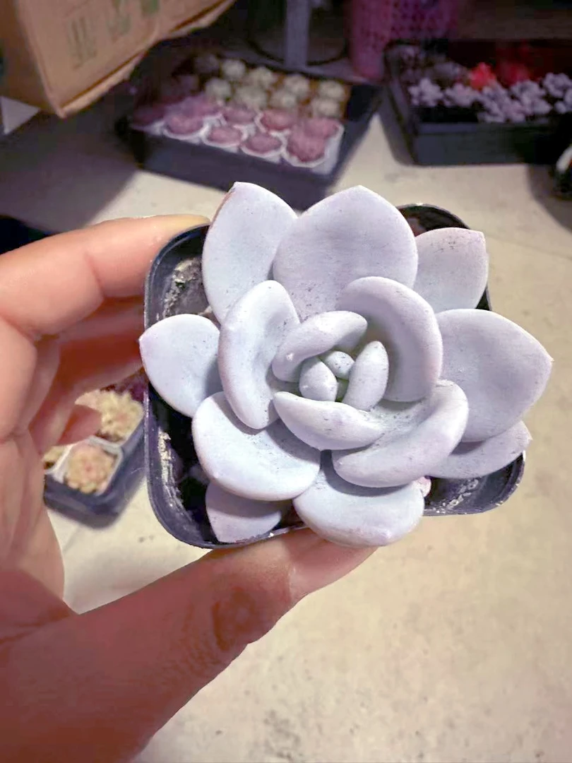 精控雪莲多肉植物 (满9.9元包邮发货)