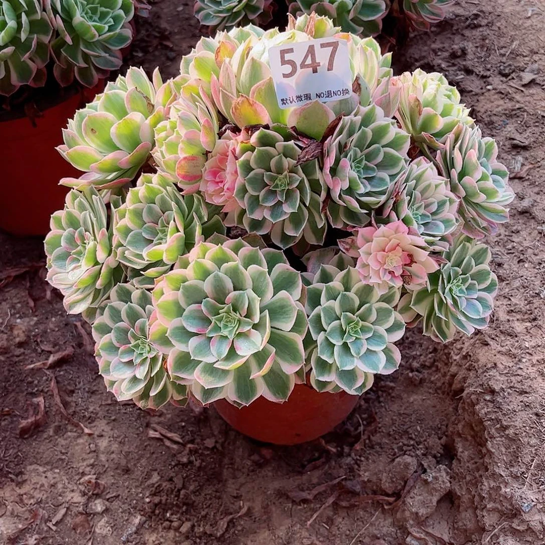 无花朵多肉植物547